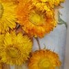 Bijzondere 3D Droogbloemen Kunstwerk van Van Gogh's Zonnebloemen - Unieke Decoratie