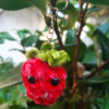 Sleutelhanger Fruit/ bessen