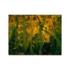 Golden Meadow