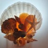 Nachtlampje op Scallope schelp
