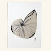 Poster Big shell