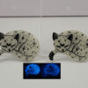 Slapende kosmische glow in the dark kitten magneet