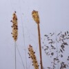 Bloemen Borduurwerk - Geel grassen uit Zuid Africa