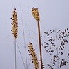 Bloemen Borduurwerk - Geel grassen uit Zuid Africa