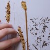 Bloemen Borduurwerk - Geel grassen uit Zuid Africa