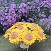 Gehaakte groet zonnebloemen