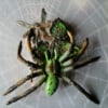 Groene Spin met koper Art Deco Fairy broche