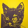 Kitty