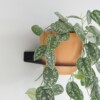 Plantdrager Flora Zwart | ø15cm