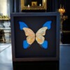 Echte morpho vlinders verguld in 23ct goud in lijst