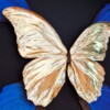 Echte morpho vlinders verguld in 23ct goud in lijst