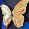 Echte morpho vlinders verguld in 23ct goud in lijst