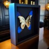 Echte morpho vlinders verguld in 23ct goud in lijst