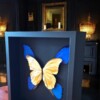 Echte morpho vlinders verguld in 23ct goud in lijst