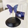 Echte papilio vlinder met Swarovski kristal 23ct verguld en opgezet onder dome - gelimiteerde editie
