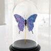 Echte papilio vlinder met Swarovski kristal 23ct verguld en opgezet onder dome - gelimiteerde editie
