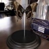 Echte papilio vlinder, opgezet en verguld met zilver - taxidermie kunstwerk onder glazen dome