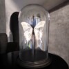 Echte papilio vlinder, opgezet en verguld met zilver - taxidermie kunstwerk onder glazen dome