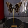 Echte papilio vlinder verguld in 23ct goud onder glazen dome