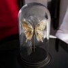 Echte papilio vlinder verguld in 23ct goud onder glazen dome