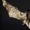 Echte vleermuis verguld in 23ct goud in lijst