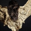 Echte vleermuis verguld in 23ct goud in lijst