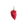 Ghost Pepper zaden – Kweek je eigen vurige sensatie