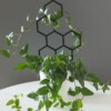 Honey Honing Plantensteun 3D Geprint Perfect Voor Elk Planttype