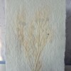 Poster gemaakt van handgeschept papier met gele bloemen (inclusief passe-partout)