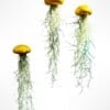 Drie mooie Jellyfish luchtplantjes met Spaans mos