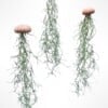 Drie mooie Jellyfish luchtplantjes met Spaans mos