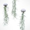 Drie mooie Jellyfish luchtplantjes met Spaans mos