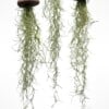 Drie mooie Jellyfish luchtplantjes met Spaans mos