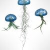 Een prachtige Jellyfish luchtplant met een "zee-egel" van écht glas!