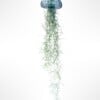 Een prachtige Jellyfish luchtplant met een 
