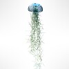 Een prachtige Jellyfish luchtplant met een "zee-egel" van écht glas!