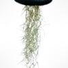 Reuze Jellyfish luchtplant met Spaans mos