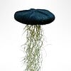 Reuze Jellyfish luchtplant met Spaans mos