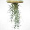 Reuze Jellyfish luchtplant met Spaans mos