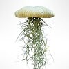 Reuze Jellyfish luchtplant met Spaans mos