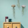 Set van drie Jellyfish luchtplantjes met Alfonso zee-egels en Spaans mos.