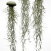 Set van drie Jellyfish luchtplantjes met Alfonso zee-egels en Spaans mos.