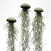 Set van drie Jellyfish luchtplantjes met Alfonso zee-egels en Spaans mos.