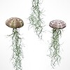 Set van drie Jellyfish luchtplantjes met Alfonso zee-egels en Spaans mos.