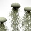 Set van drie Jellyfish luchtplantjes met Alfonso zee-egels en Spaans mos.