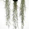 Set van drie Jellyfish luchtplantjes met Alfonso zee-egels en Spaans mos.