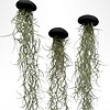 Set van drie Jellyfish luchtplantjes met Alfonso zee-egels en Spaans mos.