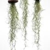 Set van drie Jellyfish luchtplantjes met Alfonso zee-egels en Spaans mos.