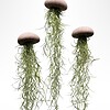 Set van drie Jellyfish luchtplantjes met Alfonso zee-egels en Spaans mos.
