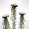 Set van drie Jellyfish luchtplantjes met Alfonso zee-egels en Spaans mos.